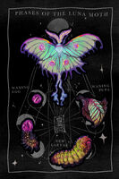 bugs caterpillar egg luna_moth moon moth pupa series:sticker_club sticker // 1000x1500 // 546KB